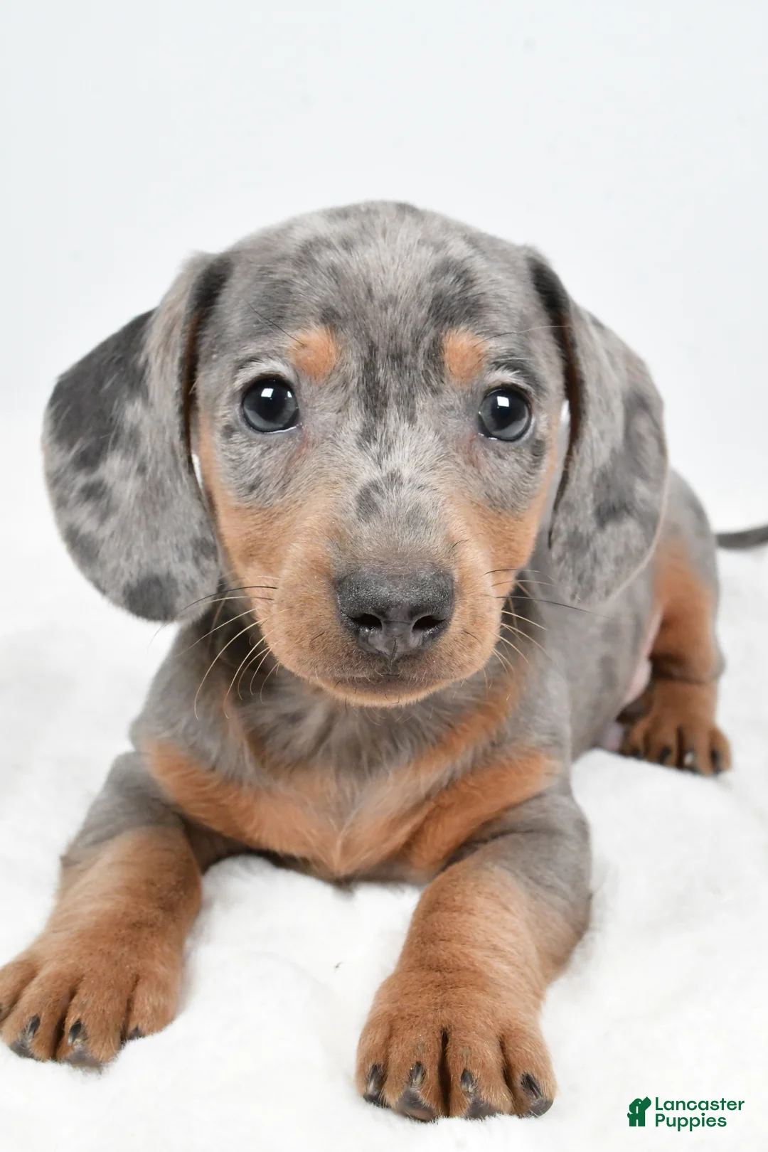 Dachshund dogs for sale: Cash - Ad 10