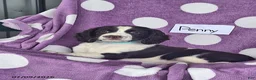 English Springer Spaniel dogs for sale: Penny - Ad 6