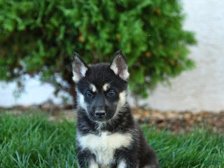 Gerberian Shepsky dogs - Ad 8