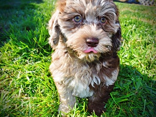 Havapoo dogs Jimbo - Ad 36