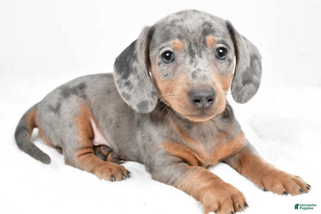 Dachshund dogs for sale: Cash - Ad 2