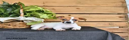 Jack Russell Terrier dogs for sale: Tasha - Ad 7