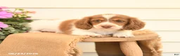 Dachshund dogs for sale: Tanner - Ad 4