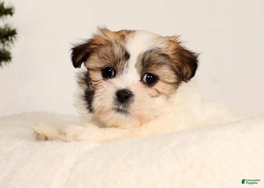 Malshi dogs for sale: Nala - Ad 8