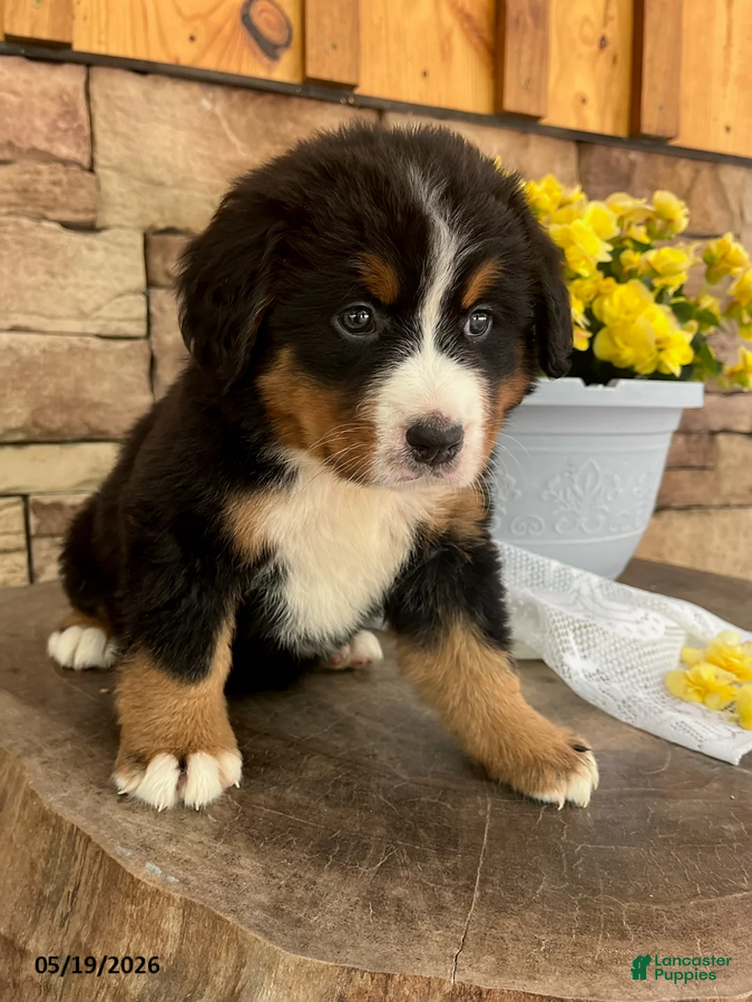Bernese Mountain Dog dogs for sale: Candy - Ad 2
