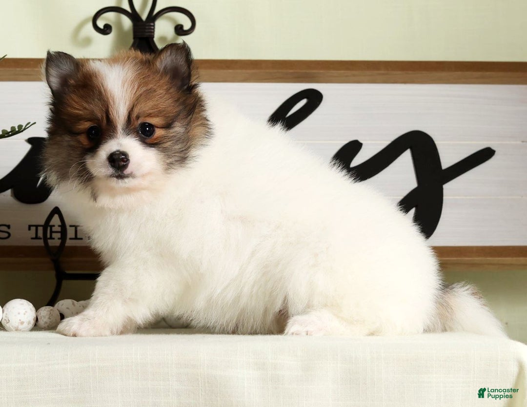 Pomeranian dogs for sale: Lexie - Ad 3