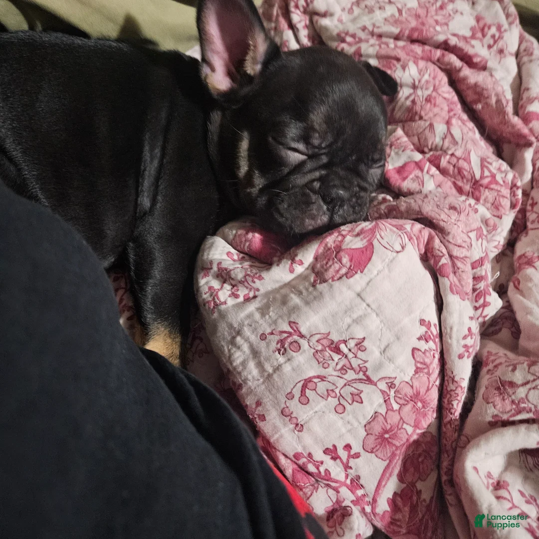 French Bulldog dogs for sale: French Bulldog Puppy 1 - Ad 1