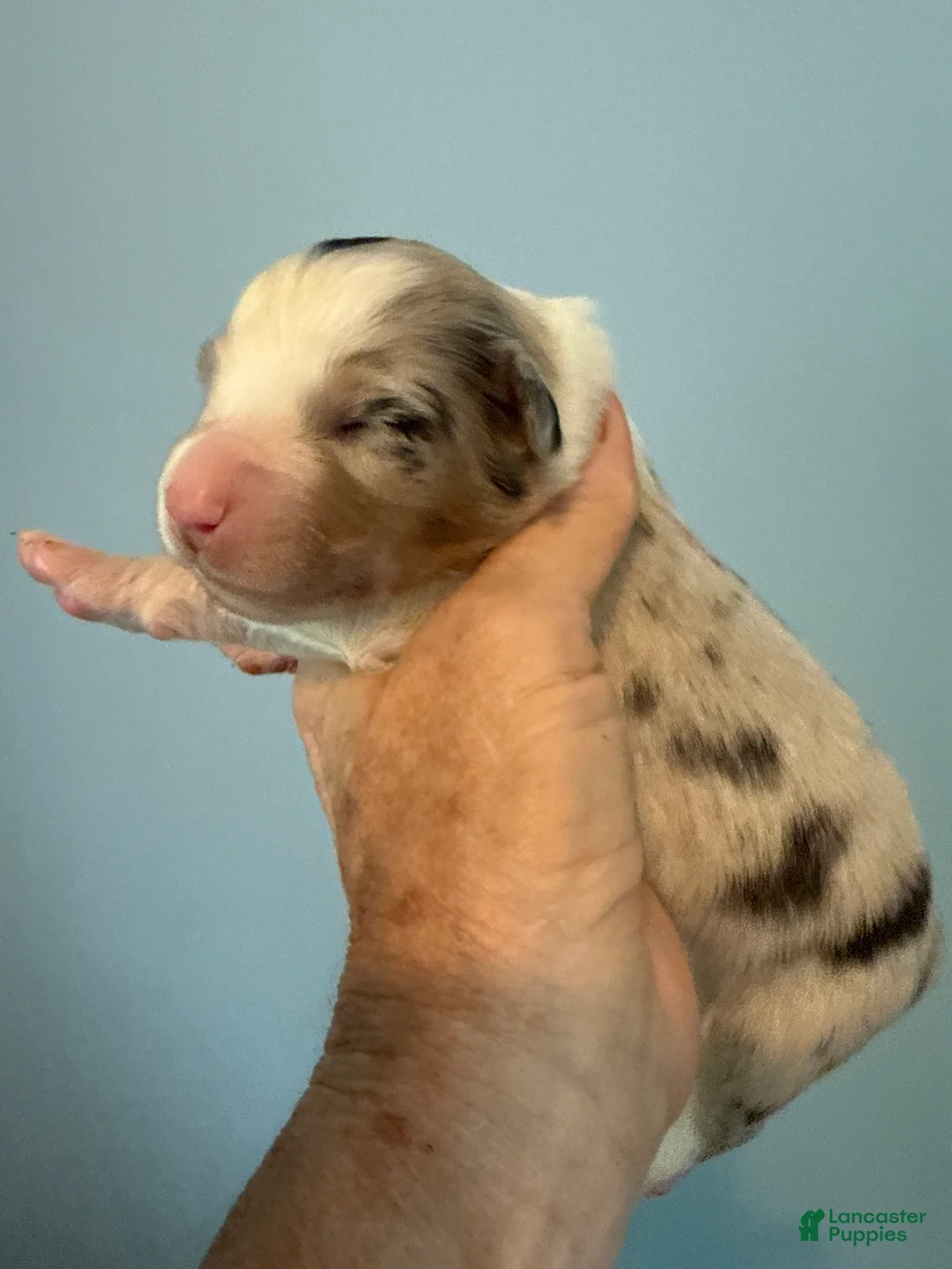 Australian Shepherd dogs for sale: Australian Shepherd Puppy 4 - Ad 1