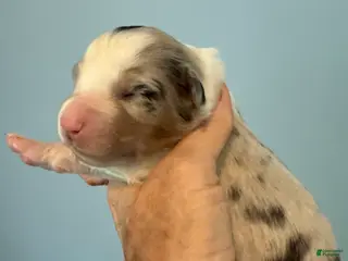 Australian Shepherd dogs Australian Shepherd Puppy 4 - Ad 39