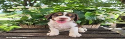 English Springer Spaniel dogs for sale: Ivy - Ad 1