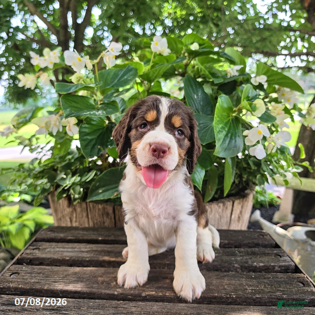 English Springer Spaniel dogs for sale: Ivy - Ad 1