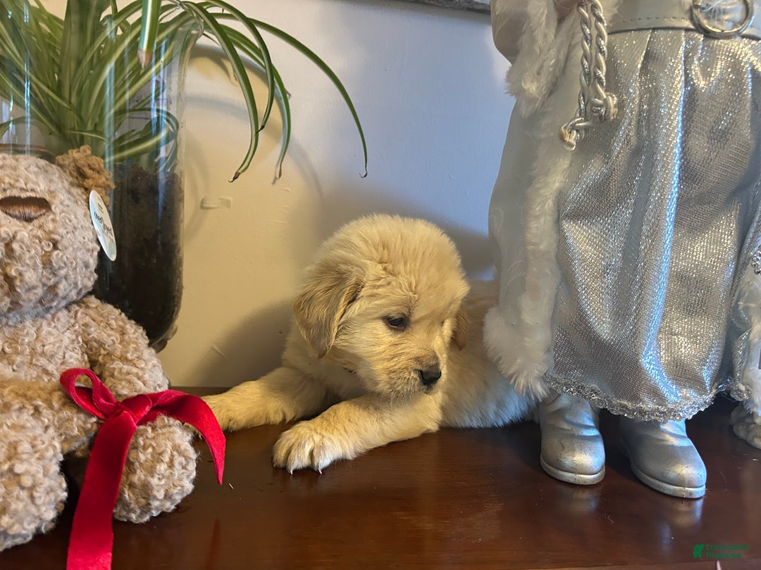 Golden Retriever dogs for sale: Joy - Ad 5