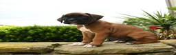 Boxer dogs for sale: Taffy - Ad 4