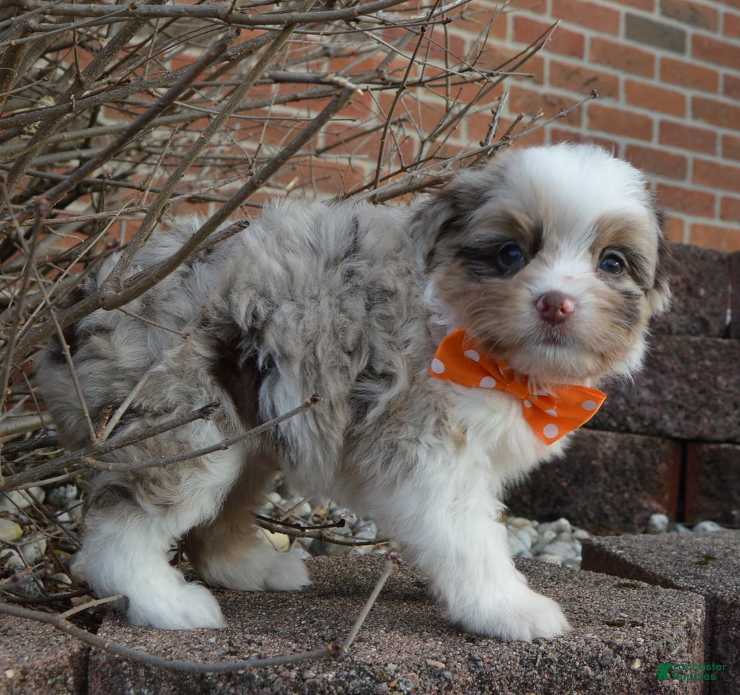 Mini Aussiedoodle dogs for sale: Toy Axel - Ad 12