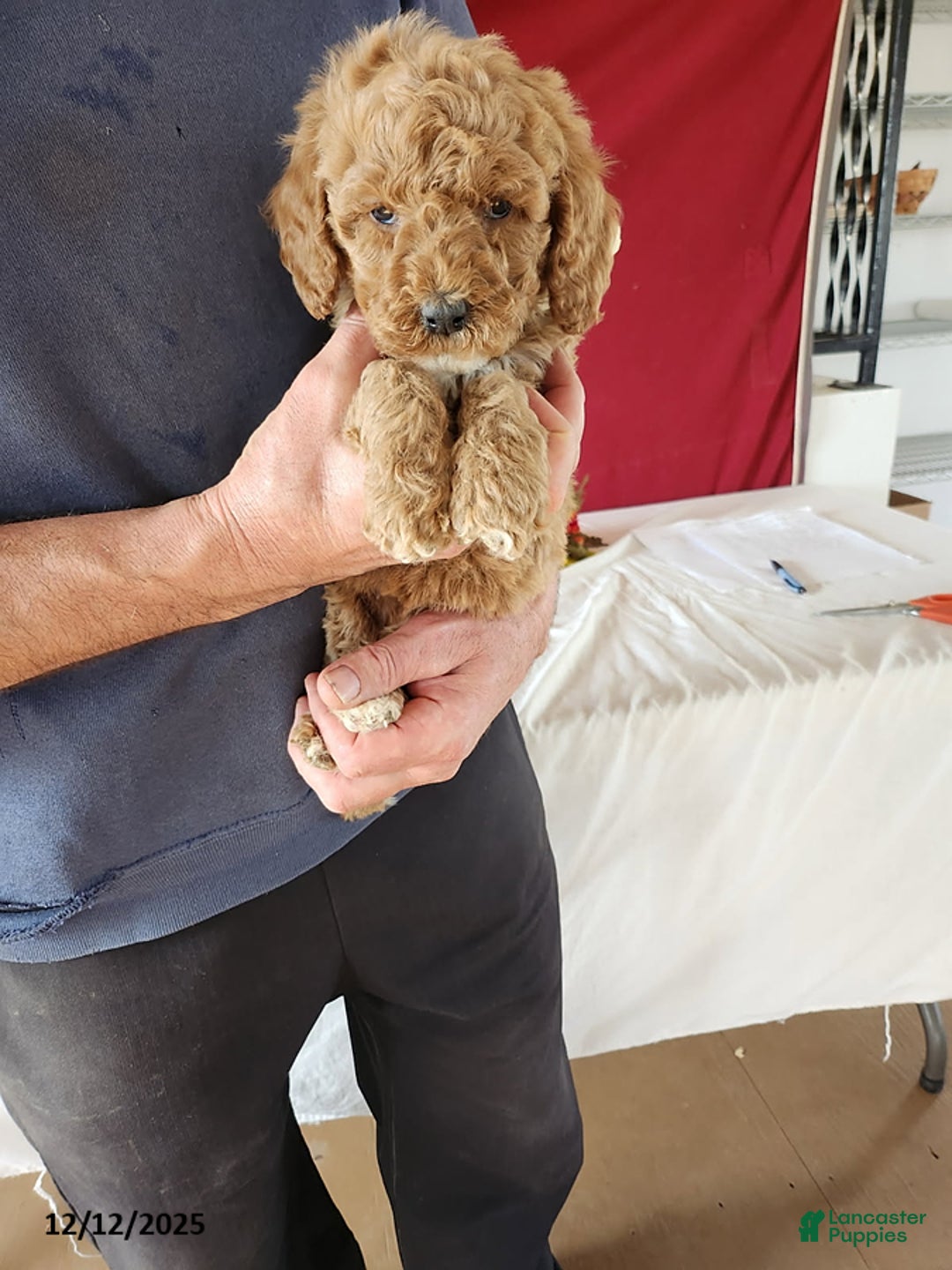 Goldendoodle dogs for sale: Harette - Ad 3