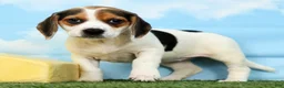 Beagle dogs for sale: Trooper - Ad 5