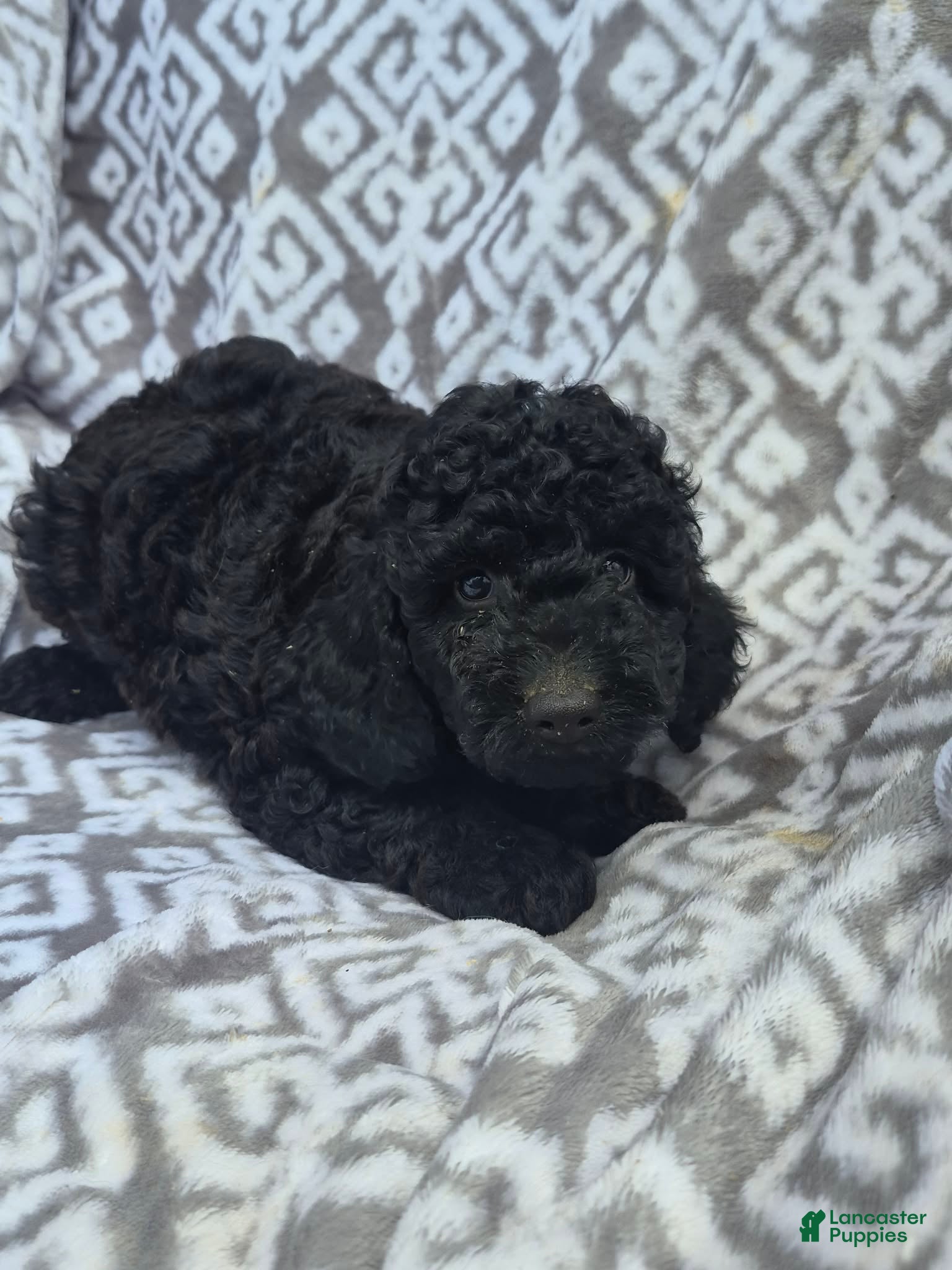 Cockapoo dogs for sale: Cockapoo 2 - Ad 4