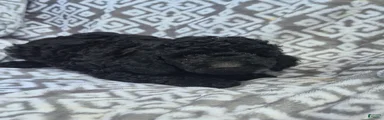 Cockapoo 2