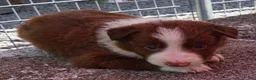 Border Collie dogs for sale: CHIP - Ad 1