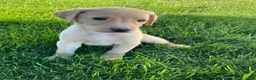 Labrador Retriever dogs for sale: Silas - Ad 3