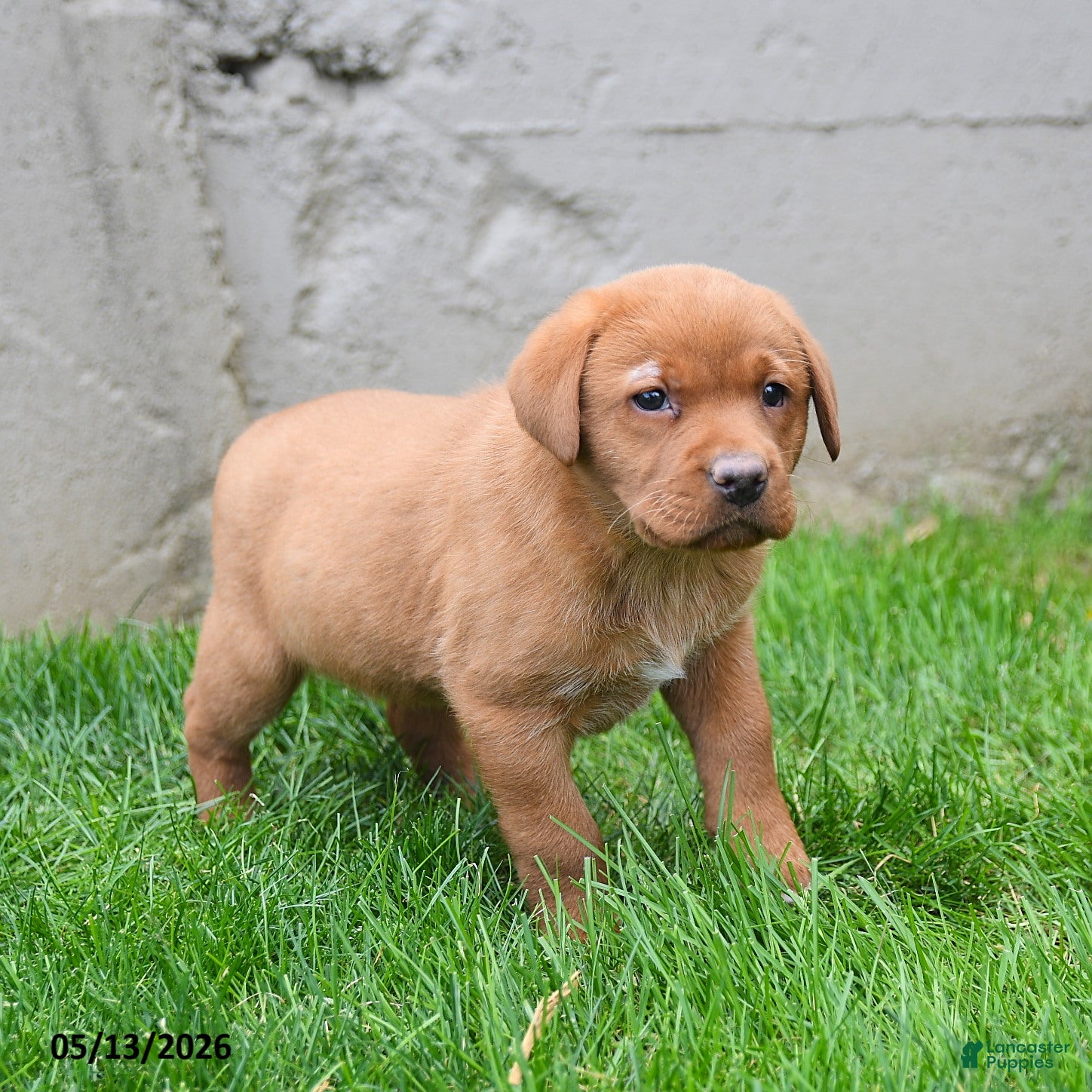 Labrador Retriever dogs for sale: Elisha - Ad 3