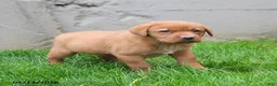 Labrador Retriever dogs for sale: Elisha - Ad 1