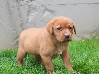 Labrador Retriever dogs for sale: Elisha - Ad 3