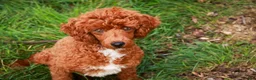 Miniature Poodle dogs for sale: Toast - Ad 4