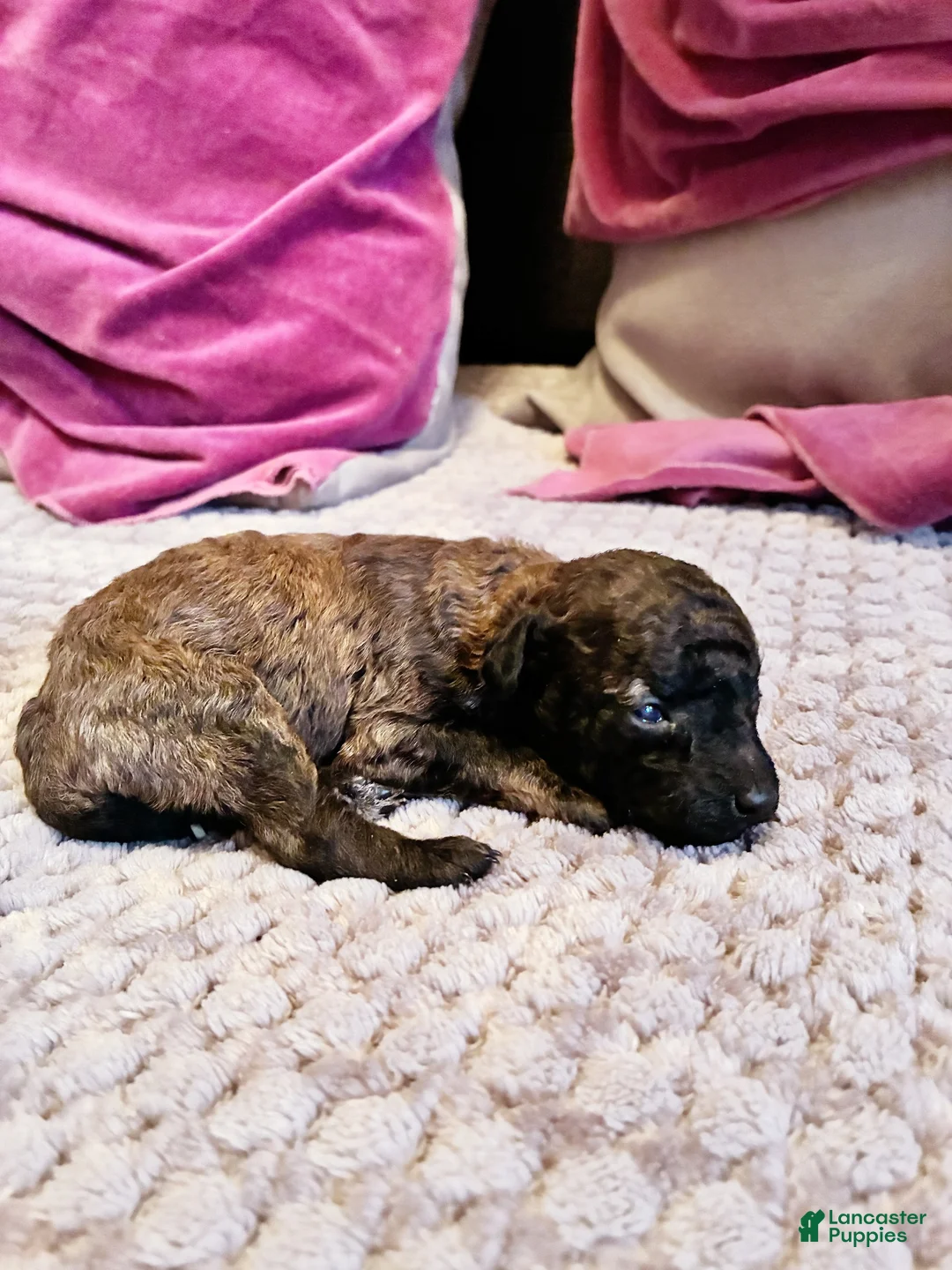 Toy Poodle dogs for sale: Diomedes Toy Poodle Puppy 4 - Ad 2