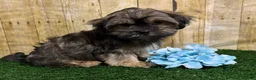 Shorkie dogs for sale: Whiskey - Ad 4