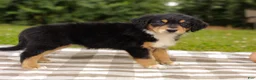 Aussiedoodle dogs for sale: Kimbo Standard Sized - Ad 4