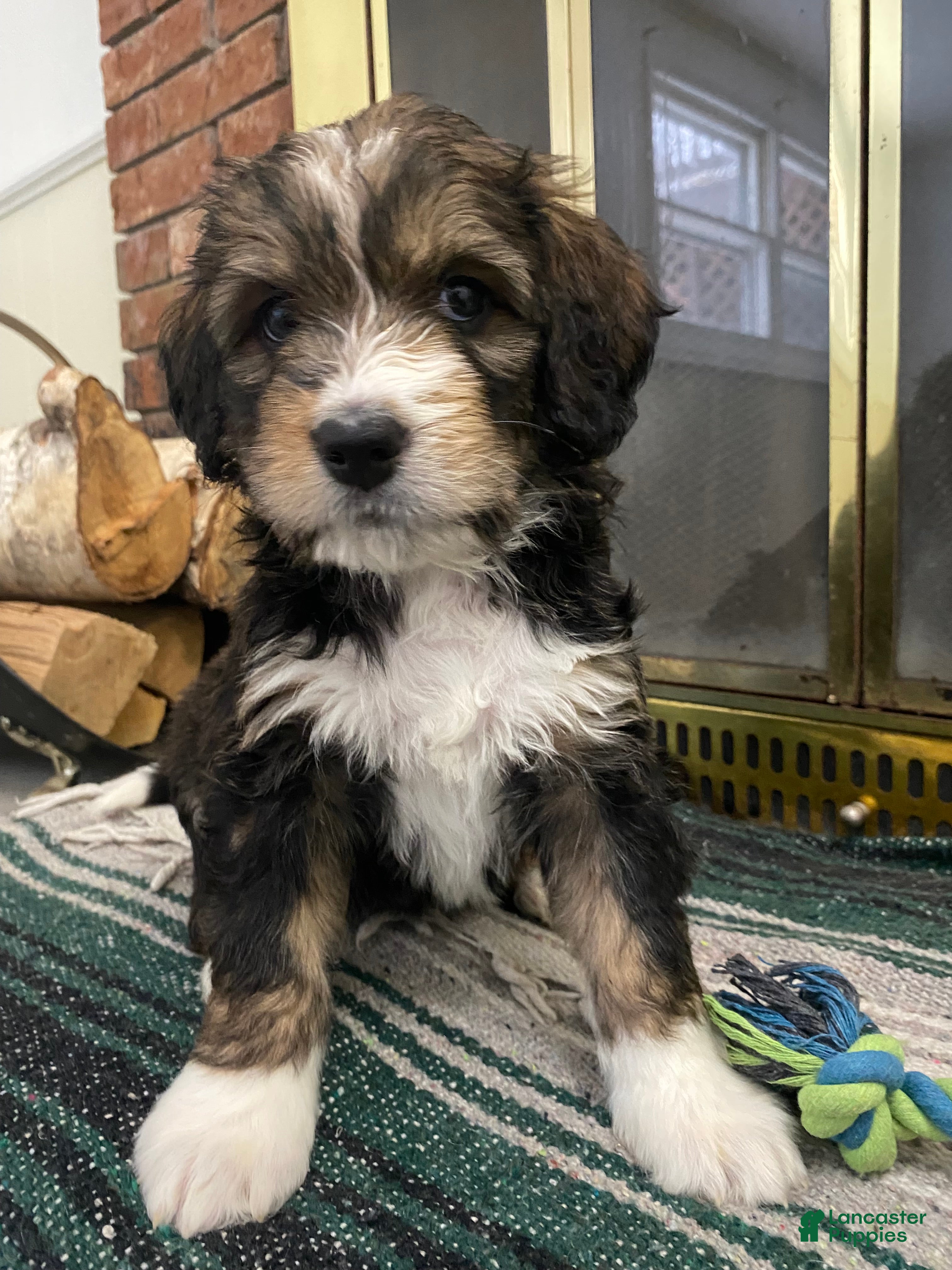 Bernedoodle dogs Bernedoodle Puppy Penelope - Ad 31