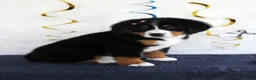 Bernese Mountain Dog dogs for sale: Madison - Ad 2