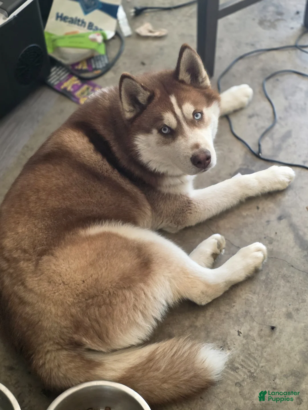 Siberian Husky dogs for sale: Siberian Husky Puppy 1 - Ad 2
