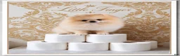 Pomeranian dogs for sale: Pumpkin  - Ad 6