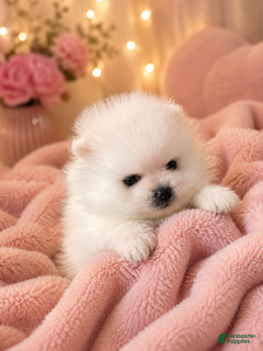 Pomeranian dogs Pomeranian 1 - Ad 1