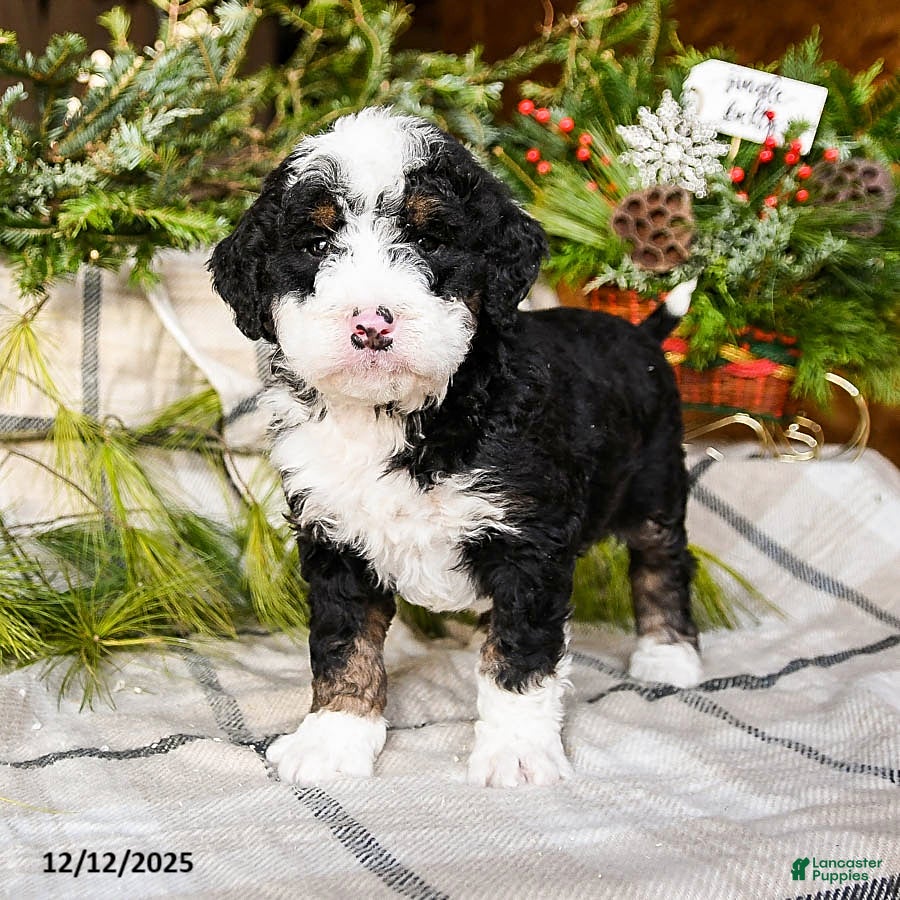 Mini Bernedoodle dogs Murphy - Ad 8