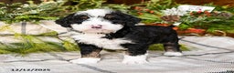 Mini Bernedoodle dogs for sale: Murphy - Ad 1