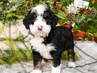 Mini Bernedoodle dogs Murphy - Ad 11