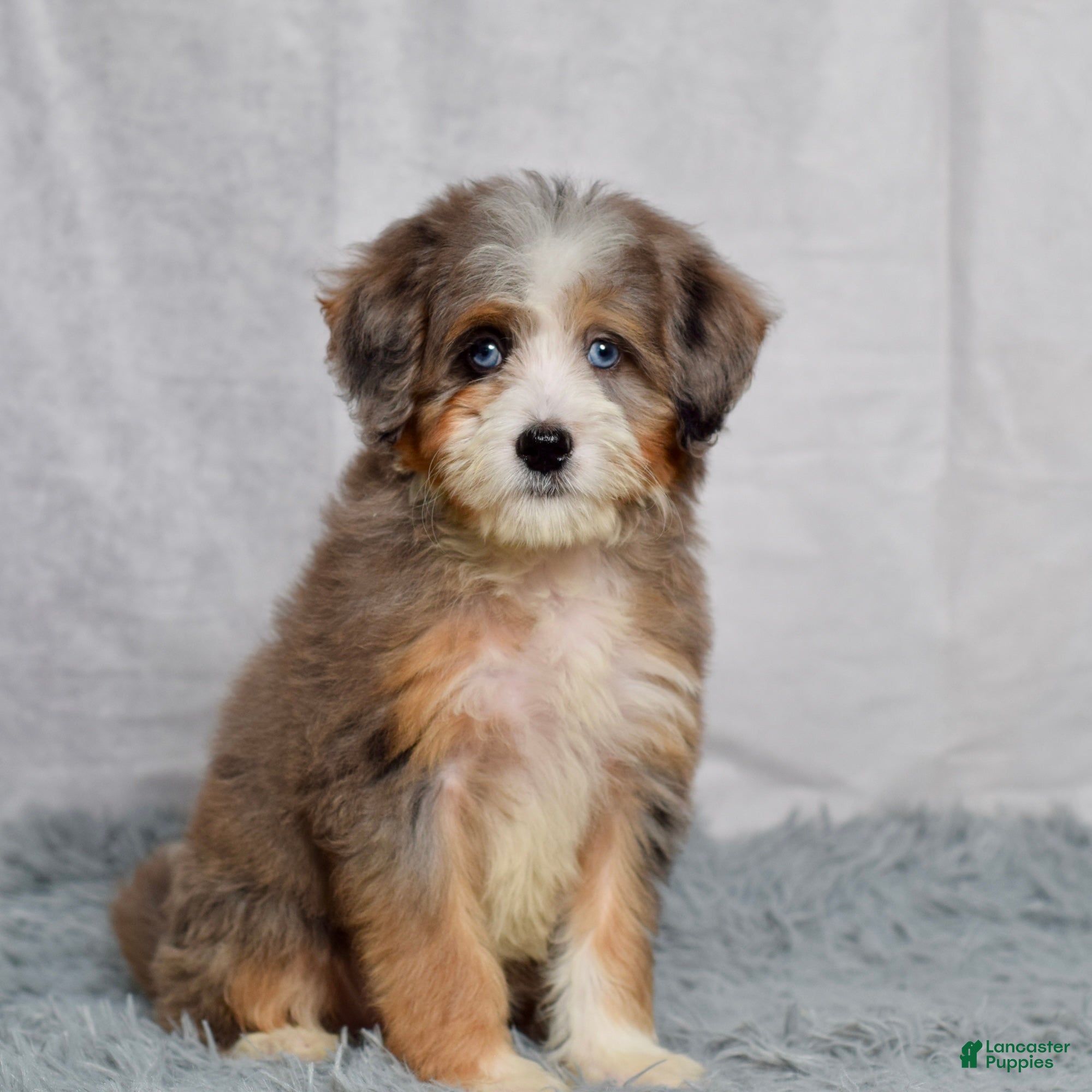Mini Bernedoodle dogs Bridget - Ad 2