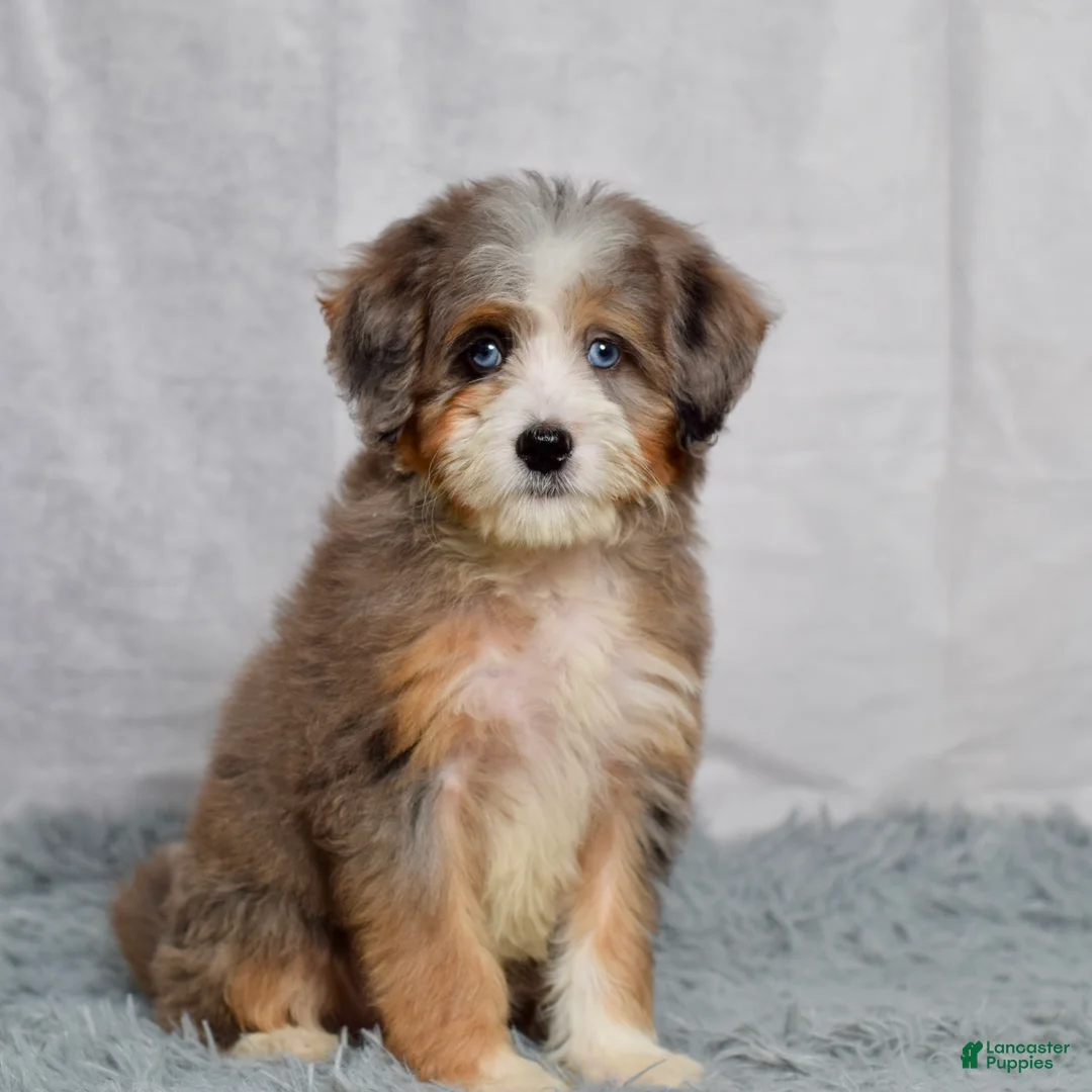 Mini Bernedoodle dogs for sale: Bridget - Ad 2