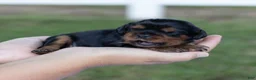 Cavalier King Charles Spaniel dogs for sale: Spanky - Ad 1