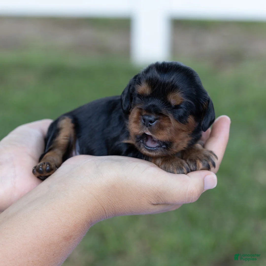 Cavalier King Charles Spaniel dogs for sale: Spanky - Ad 1
