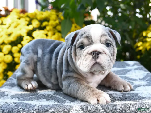 English Bulldog dogs for sale: Taz - Ad 1