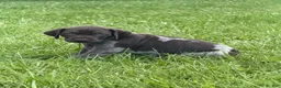German Shorthaired Pointer dogs for sale: Scout  - Ad 3