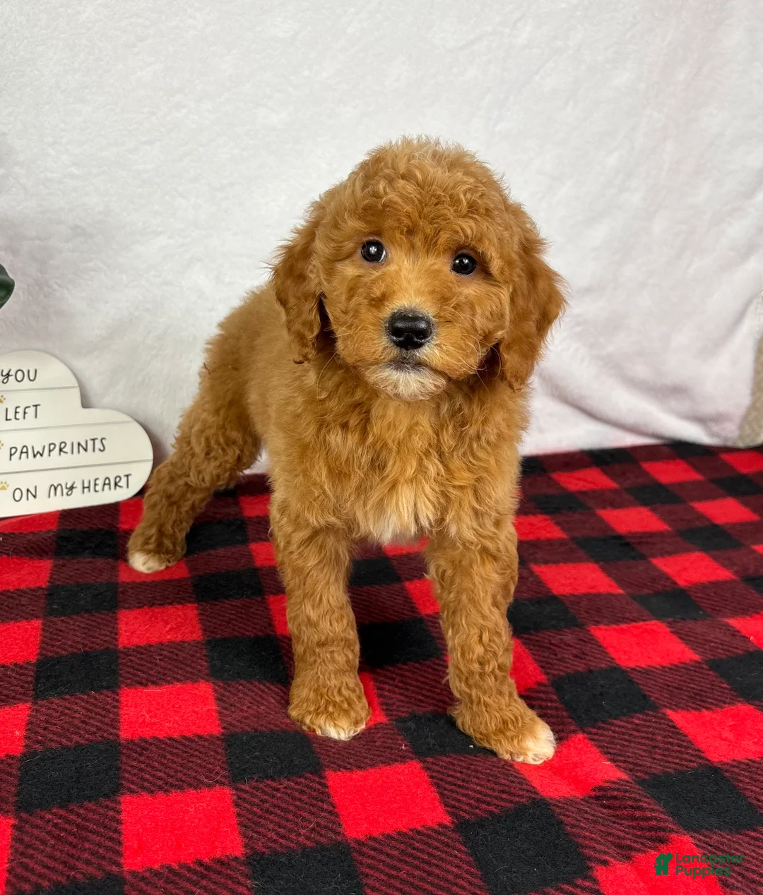 Mini Goldendoodle dogs for sale: Gracie - Ad 6