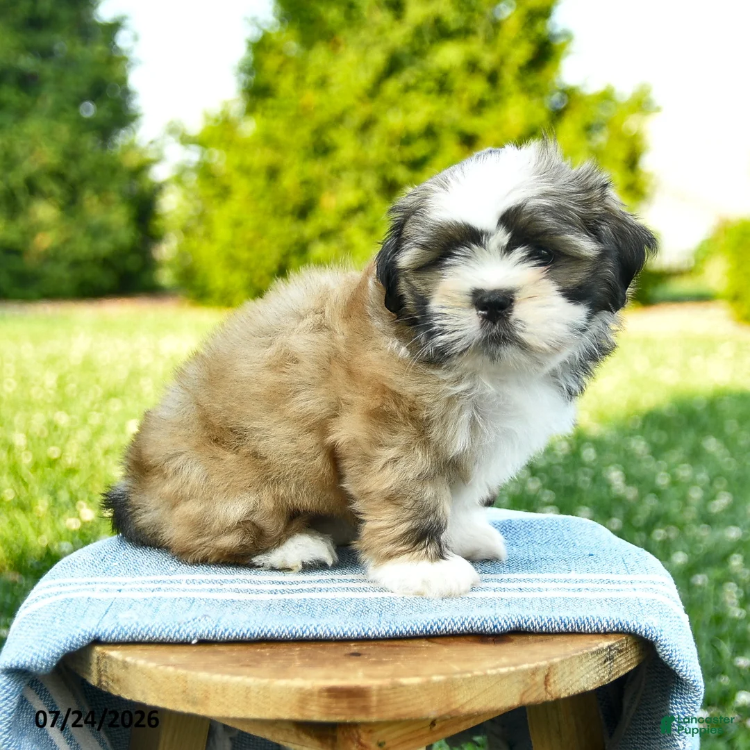 Shih Tzu dogs for sale: Sophie - Ad 2
