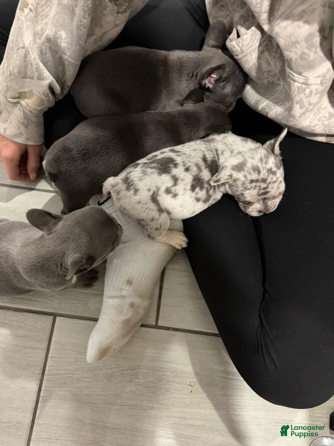 French Bulldog dogs for sale: French Bulldog Puppy 3 - Ad 8