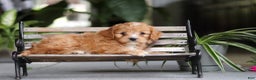 Cavapoo dogs for sale: Jasper - Ad 8