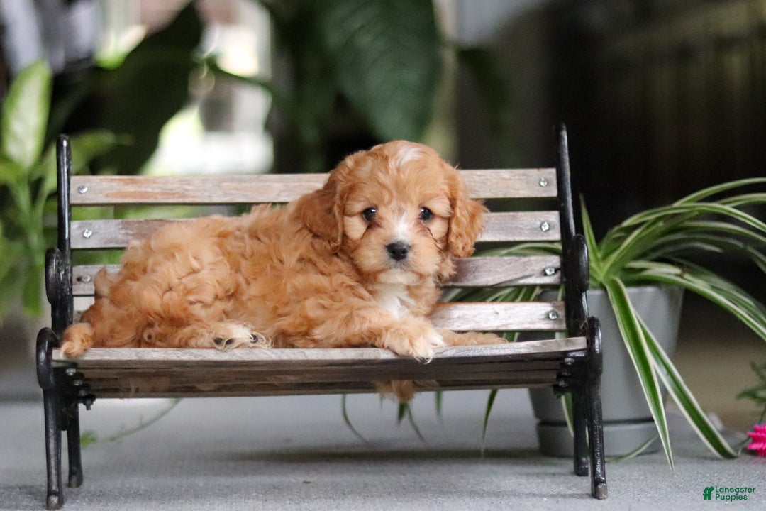 Cavapoo dogs for sale: Jasper - Ad 8